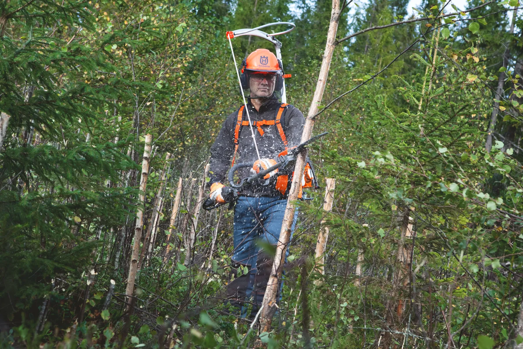 En person som bär skyddsutrustning, inklusive hjälm och ansiktsskydd, använder en motorsåg för att såga små träd eller buskar i ett tätt skogsområde.