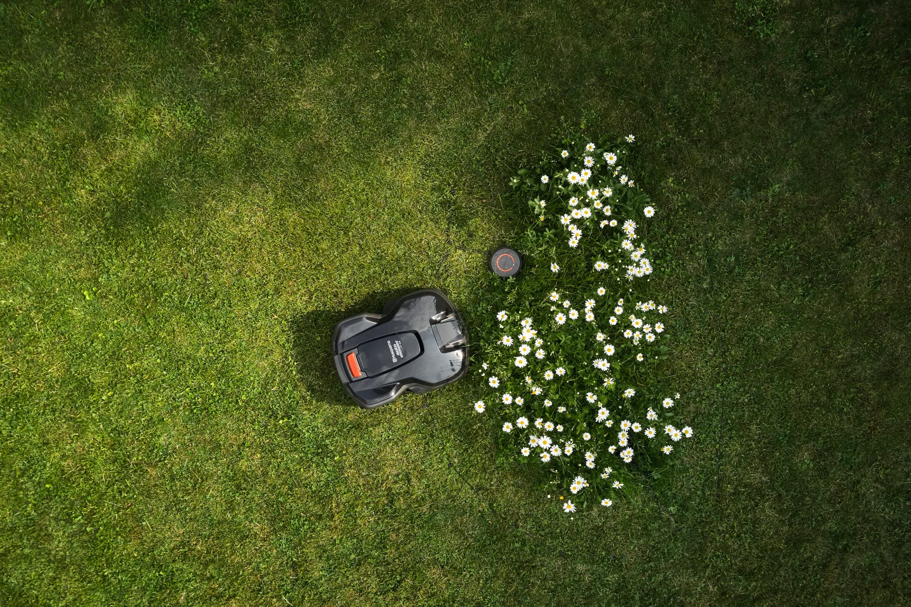 IA-664867. En robotgräsklippare rör sig över en gräsmatta och undviker försiktigt en cirkelformad fläck med blommande vita prästkragar, sett från ovan.